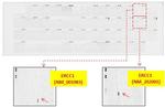 ERCC1 Antibody in Peptide array (ARRAY)