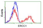 ERCC1 Antibody in Flow Cytometry (Flow)