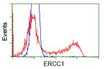 ERCC1 Antibody in Flow Cytometry (Flow)