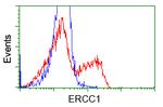 ERCC1 Antibody in Flow Cytometry (Flow)