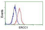 ERCC1 Antibody in Flow Cytometry (Flow)