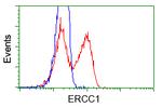 ERCC1 Antibody in Flow Cytometry (Flow)