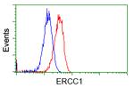 ERCC1 Antibody in Flow Cytometry (Flow)