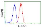 ERCC1 Antibody in Flow Cytometry (Flow)