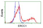 ERCC1 Antibody in Flow Cytometry (Flow)