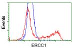 ERCC1 Antibody in Flow Cytometry (Flow)