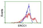 ERCC1 Antibody in Flow Cytometry (Flow)