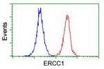 ERCC1 Antibody in Flow Cytometry (Flow)