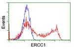 ERCC1 Antibody in Flow Cytometry (Flow)