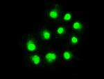 ERCC1 Antibody in Immunocytochemistry (ICC/IF)