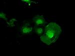 ERCC1 Antibody in Immunocytochemistry (ICC/IF)