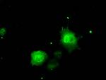 ERCC1 Antibody in Immunocytochemistry (ICC/IF)