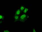 ERCC1 Antibody in Immunocytochemistry (ICC/IF)