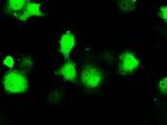 ERCC1 Antibody in Immunocytochemistry (ICC/IF)