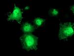 ERCC1 Antibody in Immunocytochemistry (ICC/IF)