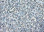 ERCC1 Antibody in Immunohistochemistry (Paraffin) (IHC (P))