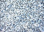 ERCC1 Antibody in Immunohistochemistry (Paraffin) (IHC (P))