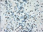 ERCC1 Antibody in Immunohistochemistry (Paraffin) (IHC (P))