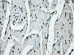 ERCC1 Antibody in Immunohistochemistry (Paraffin) (IHC (P))