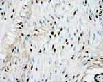 ERCC1 Antibody in Immunohistochemistry (Paraffin) (IHC (P))