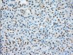 ERCC1 Antibody in Immunohistochemistry (Paraffin) (IHC (P))