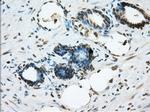 ERCC1 Antibody in Immunohistochemistry (Paraffin) (IHC (P))