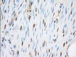 ERCC1 Antibody in Immunohistochemistry (Paraffin) (IHC (P))