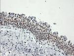 ERCC1 Antibody in Immunohistochemistry (Paraffin) (IHC (P))