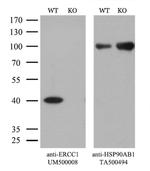 ERCC1 Antibody in Western Blot (WB)