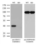 ERCC1 Antibody in Western Blot (WB)