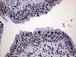 ERCC3 Antibody in Immunohistochemistry (Paraffin) (IHC (P))