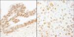 ERF Antibody in Immunohistochemistry (IHC)