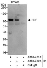 ERF Antibody in Immunoprecipitation (IP)