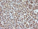 ERG Antibody in Immunohistochemistry (Paraffin) (IHC (P))