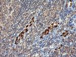 ERG Antibody in Immunohistochemistry (Paraffin) (IHC (P))