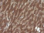 ERG Antibody in Immunohistochemistry (Paraffin) (IHC (P))