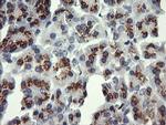 ERG Antibody in Immunohistochemistry (Paraffin) (IHC (P))