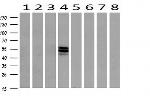 ERG Antibody in Western Blot (WB)