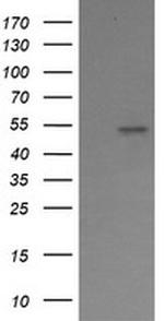 ERG Antibody in Western Blot (WB)