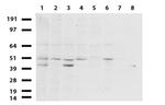 ERG Antibody in Western Blot (WB)