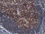 ERI1 Antibody in Immunohistochemistry (Paraffin) (IHC (P))