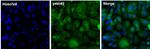 ERK1/ERK2 Antibody in Immunocytochemistry (ICC/IF)