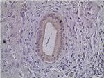 ERK1/ERK2 Antibody in Immunohistochemistry (Paraffin) (IHC (P))