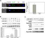 ERK1/ERK2 Antibody in Western Blot (WB)