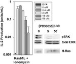 ERK1/ERK2 Antibody in Western Blot (WB)