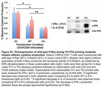 ERK1/ERK2 Antibody in Western Blot (WB)