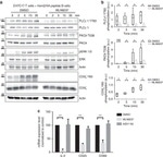 ERK1/ERK2 Antibody in Western Blot (WB)