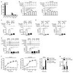 ERK1/ERK2 Antibody in Western Blot (WB)