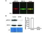 Phospho-ERK1/ERK2 (Tyr204) Antibody in Western Blot (WB)