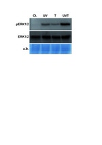 Phospho-ERK1/ERK2 (Tyr204) Antibody in Western Blot (WB)